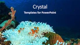  Presentation with amphiprion ocellaris clownfish in marine - Cool new PPT layouts with nemo - clownfish anemonefish on white anemone backdrop and a dark gray colored foreground
