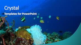  Presentation with coral reef - Slide deck having nemo - clownfish anemonefish on white anemone background and a dark gray colored foreground