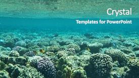  Presentation with fishes - Beautiful slide deck featuring nemo - coral garden full of colorful backdrop and a teal colored foreground