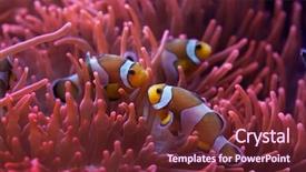 Presentation with swimming - Slides consisting of nemo - ocellaris clownfish amphiprion ocellaris swimming background and a tawny brown colored foreground
