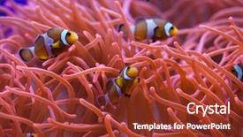  Presentation with swimming - Presentation theme having nemo - ocellaris clownfish amphiprion ocellaris swimming background and a tawny brown colored foreground