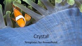  Presentation with amphiprion ocellaris clownfish in marine - Slides with nemo clownfish amphiprion ocellaris background and a light blue colored foreground