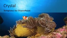  Presentation with clown - Slide deck consisting of nemo fish clown anemonefish background and a cyan colored foreground
