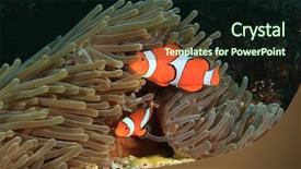  Presentation with clown - PPT layouts featuring nemo fish clown anemonefish background and a wine colored foreground