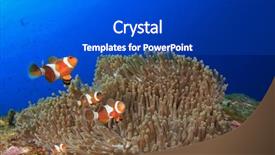  Presentation with clownfish nemo fish - Slides consisting of nemo fish clownfish anemonefish background and a cobalt blue colored foreground