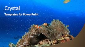  Presentation with clownfish nemo fish - Presentation theme having nemo fish clownfish anemonefish background and a gray colored foreground