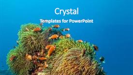  Presentation with clown - Beautiful PPT theme featuring nemo fish with host anemone backdrop and a gray colored foreground