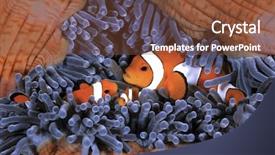  Presentation with clownfish nemo fish - Beautiful theme featuring nemo backdrop and a tawny brown colored foreground