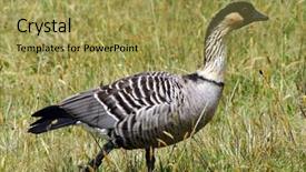  Presentation with hawaii - Audience pleasing theme consisting of nene-the-hawaii-s-state backdrop and a yellow colored foreground