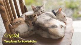  Presentation with obstructive sleep apnea - Amazing PPT theme having neonatal - cat family sleep together backdrop and a tawny brown colored foreground