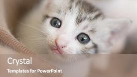  Presentation with neonatal - Audience pleasing slide set consisting of neonatal - little baby cat portrait close backdrop and a coral colored foreground