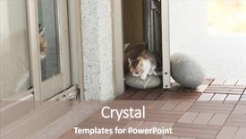  Presentation with baby walk - Presentation theme with neonatal - little baby cat walk background and a coral colored foreground