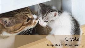  Presentation with neonatal - Slides featuring neonatal - little baby cat with her background and a coral colored foreground