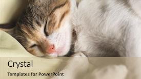  Presentation with neonatal - Slides featuring neonatal - little cat sleep on bed background and a coral colored foreground