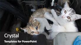  Presentation with neonatal - Colorful PPT layouts enhanced with neonatal - little cat sleep backdrop and a dark gray colored foreground