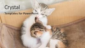  Presentation with neonatal - Theme consisting of neonatal - little kitty play with her background and a soft green colored foreground