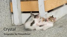  Presentation with neonatal - Presentation theme featuring neonatal - little kitty play with her background and a light gray colored foreground