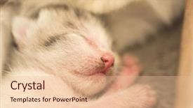  Presentation with neonatal - Colorful theme enhanced with neonatal - little newborn cat sleep close backdrop and a lemonade colored foreground