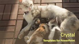  Presentation with neonatal - Audience pleasing PPT theme consisting of neonatal - mother cat breastfeeding her child backdrop and a tawny brown colored foreground