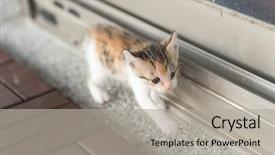  Presentation with baby walk - Amazing presentation having neonate growth - baby cat walk backdrop and a  colored foreground