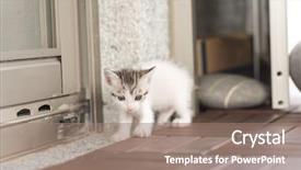  Presentation with neonate - Presentation theme featuring neonate growth - baby cat walk background and a  colored foreground