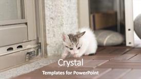  Presentation with baby walk - Presentation enhanced with neonate growth - baby cat walk background and a  colored foreground