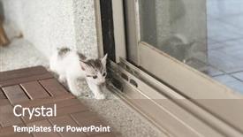  Presentation with baby walk - Audience pleasing PPT theme consisting of neonate growth - little baby cat walk backdrop and a  colored foreground