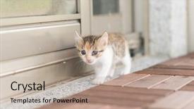  Presentation with baby walk - Beautiful presentation theme featuring neonate growth - little baby cat walk backdrop and a  colored foreground