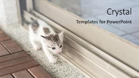  Presentation with baby walk - Colorful presentation theme enhanced with neonate growth - little baby cat walk backdrop and a  colored foreground