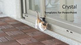  Presentation with baby walk - Audience pleasing presentation consisting of neonate growth - little baby cat walk backdrop and a light gray colored foreground