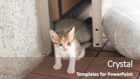  Presentation with baby walk - Cool new presentation theme with neonate growth - little baby cat walk backdrop and a  colored foreground