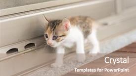  Presentation with baby walk - Presentation enhanced with neonate growth - little baby cat walk background and a  colored foreground