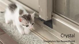  Presentation with baby walk - Amazing presentation theme having neonate growth - little baby cat walk backdrop and a  colored foreground