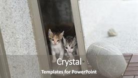  Presentation with baby walk - PPT theme consisting of neonate growth - little baby cat walk background and a  colored foreground