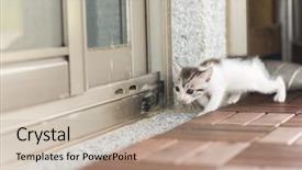  Presentation with baby walk - Beautiful presentation featuring neonate growth - little baby cat walk backdrop and a  colored foreground