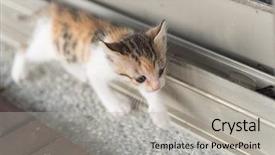  Presentation with baby walk - Audience pleasing presentation theme consisting of neonate growth - little baby cat walk backdrop and a light gray colored foreground