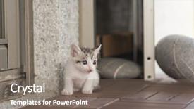  Presentation with baby walk - Audience pleasing PPT theme consisting of neonate growth - little baby cat walk backdrop and a gray colored foreground