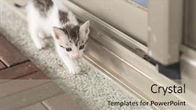  Presentation with baby walk - Cool new presentation theme with neonate growth - little baby cat walk backdrop and a mint green colored foreground