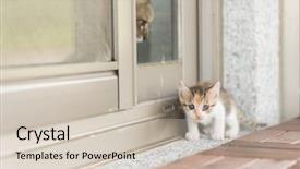  Presentation with baby walk - Audience pleasing presentation theme consisting of neonate growth - little baby cat walk backdrop and a  colored foreground