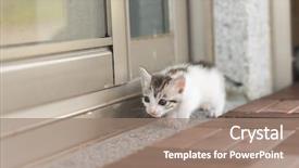  Presentation with baby walk - Cool new presentation theme with neonate growth - little baby cat walk backdrop and a  colored foreground