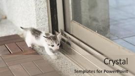  Presentation with baby walk - Slides with neonate growth - little baby cat walk background and a  colored foreground