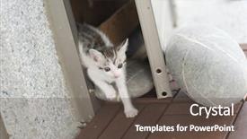  Presentation with baby walk - Audience pleasing presentation consisting of neonate growth - little baby cat walk backdrop and a  colored foreground