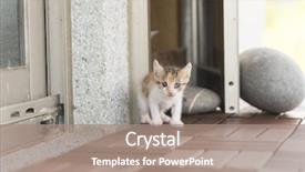  Presentation with neonate - Presentation theme consisting of neonate growth - little baby cat walk background and a coral colored foreground