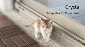  Presentation with baby walk - Amazing presentation theme having neonate growth - little baby cat walk backdrop and a light blue colored foreground