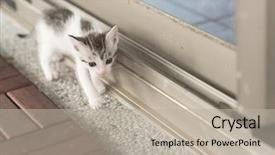  Presentation with baby walk - Presentation consisting of neonate growth - little baby cat walk background and a mint green colored foreground