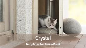  Presentation with baby walk - Beautiful PPT theme featuring neonate growth - little baby cat walk backdrop and a coral colored foreground