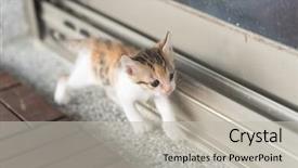  Presentation with baby walk - Slide set with neonate growth - little baby cat walk background and a light gray colored foreground