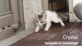  Presentation with baby walk - Cool new PPT theme with neonate growth - little baby cat walk backdrop and a gray colored foreground