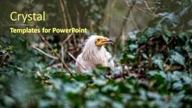  Presentation with natural - Colorful PPT theme enhanced with neophron-percnopterus-in-natural-habitat backdrop and a tawny brown colored foreground