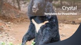  Presentation with black bear - Cool new PPT theme with neoru - black bear stand up backdrop and a gray colored foreground